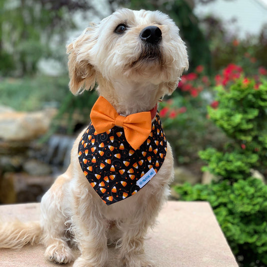 Dog Bandana - Sparkly Corn Candy